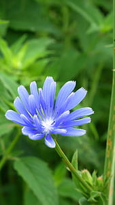 Flower of a chicory plant. Roots of the chicory plant were uses to mix with coffee to stretch a short supple of coffee. In some places the Chicory roots were used as a substitiute for coffee altogether when there were no coffee available. Chicory roots have a similar flavor as coffee but do not contain caffeine. thumbnail