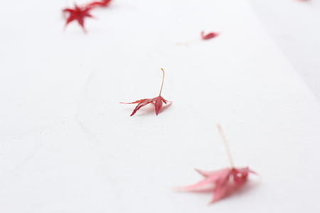 red leaves thumbnail