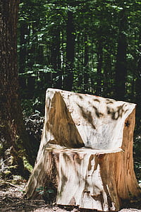 brown chair near tree thumbnail