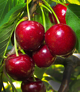 selective focus photography of several red apples thumbnail