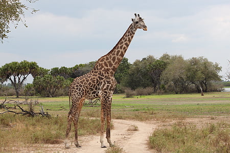 giraffe near green grass during daytime thumbnail