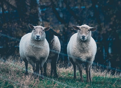 three sheep on grass field thumbnail