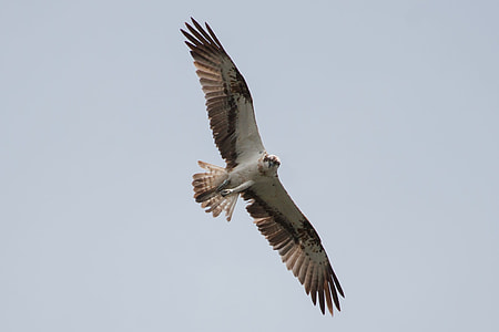 Osprey, Müritz thumbnail