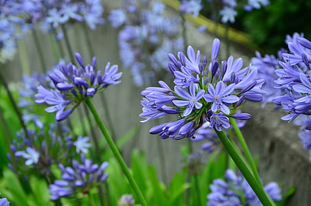 purple flowers photography thumbnail