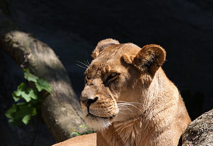 lioness lying on ground thumbnail