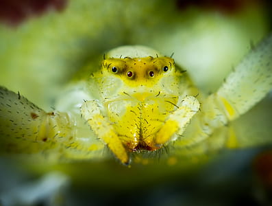 closeup photo of green spider thumbnail