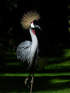 bird, animal, grass, park thumbnail