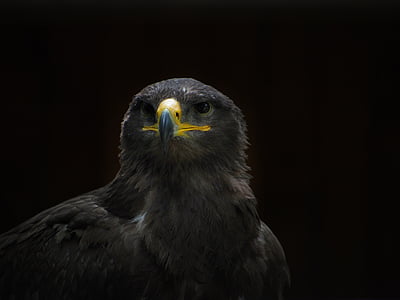 black bird thumbnail