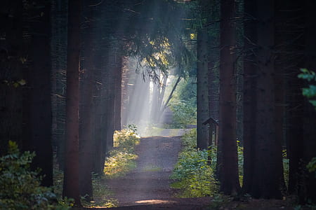 pathway surrounded by trees thumbnail