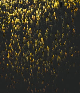 aerial view of pine trees thumbnail