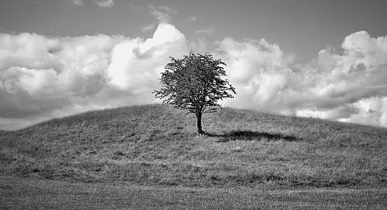 Monochrome Photo of a Tree on Hill thumbnail