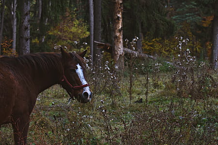 Brown And White Horse thumbnail