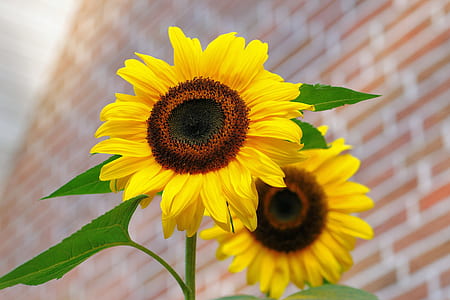 two sunflower flowers thumbnail