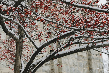 snow covered tree thumbnail
