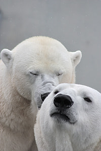 Polar bear with closed eyes beside another Polar bear thumbnail