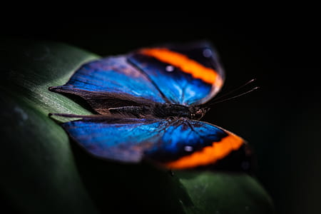macro photo of blue and orange butterfly on green leaf thumbnail