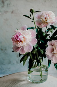 pink and white floral in glass vase thumbnail