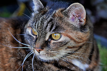 closed-up photography of brown cat thumbnail
