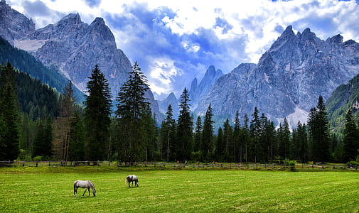 two white horses on lawn thumbnail