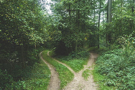 crossed pathways surrounded with trees thumbnail