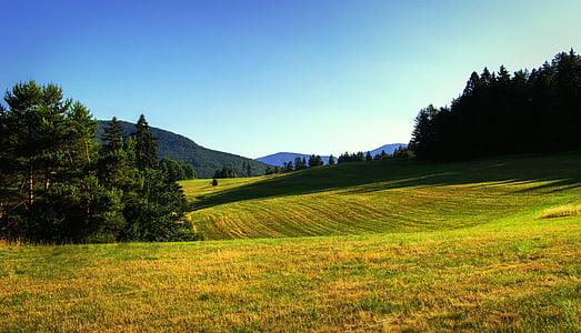 green grass field surrounded by pine trees thumbnail