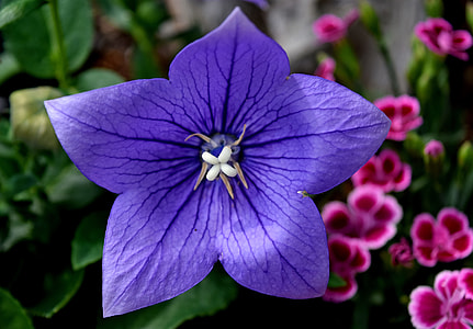 shallow focus photography of purple flower thumbnail