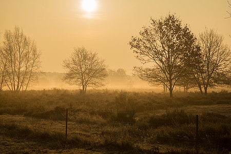 green trees surrounded by grass thumbnail