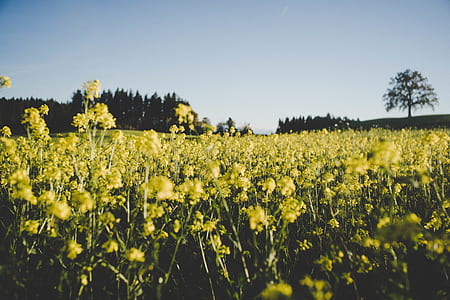 landscape, nature, sky, field thumbnail