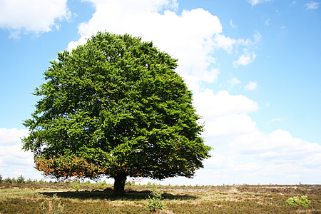 green tree thumbnail