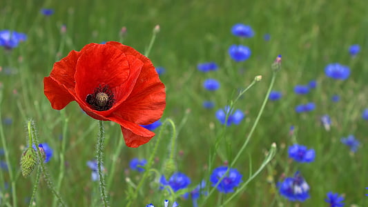macro shot of red flower thumbnail