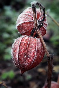 red and brown plant thumbnail