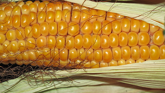 yellow corn thumbnail