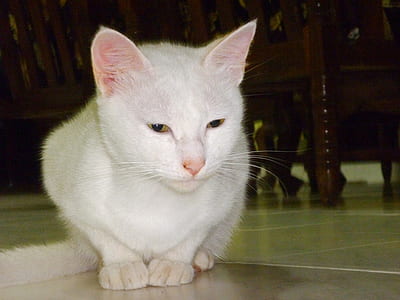 closeup photo of white cat sitting on white ceramic floor thumbnail