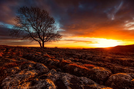 tree and plants during golden hour thumbnail