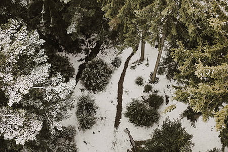 aerial view of green trees thumbnail