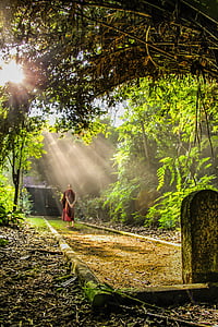 monk near forest thumbnail