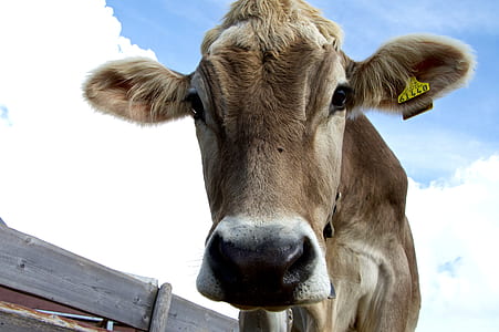 animal, countryside, agriculture, head thumbnail