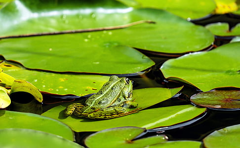 green frog on green water lily pad at daytime thumbnail