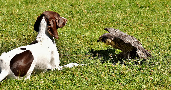 medium dog lying on lawn with hawk thumbnail