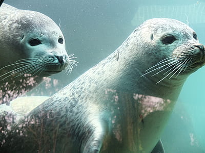 two sea lions thumbnail