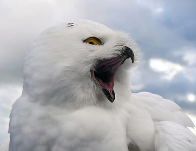 close up photo of snow owl thumbnail