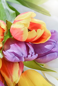 close-up photo of tulips thumbnail