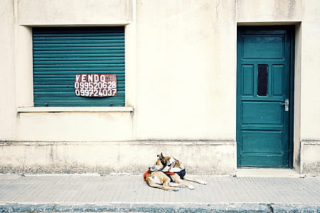 dog lying on gray concrete ground outside house thumbnail