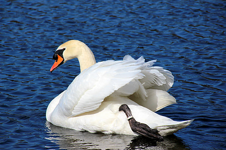 white mute swan beside black and white duck thumbnail