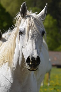 white horse thumbnail