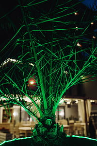 Illuminated palm trees thumbnail