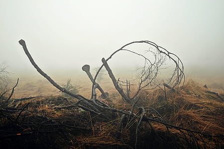 gray burnt tree thumbnail