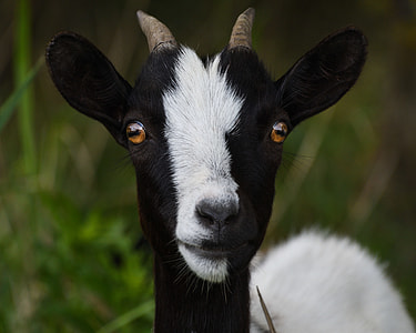 black and white goat thumbnail