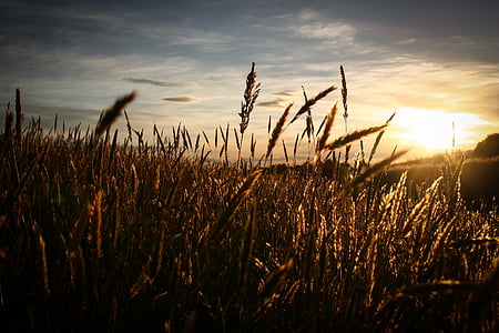 grain field thumbnail