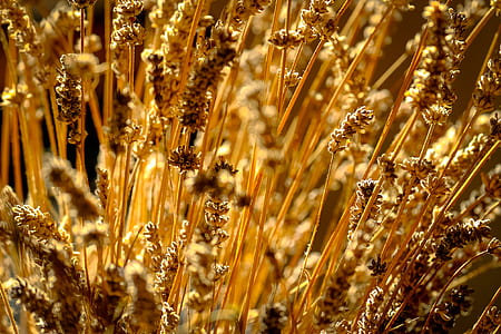blur, plants, blurred, straw thumbnail